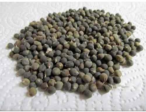 Lady Finger Seed, For Agriculture, Packaging Size : 1 Kg, 50 Kg