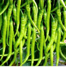 Natural Green Chili, For Fast Food Corners, Home, Hotel, Restaurants, Feature : Good In Taste, Hygienic