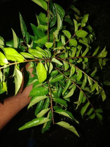 Organic Fresh Curry Leaves