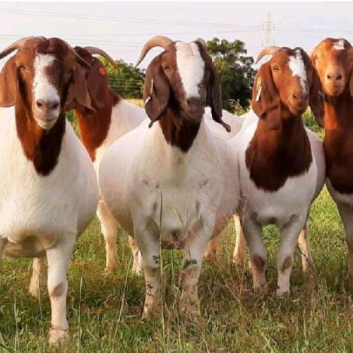 Boer Female, Color : Brown White