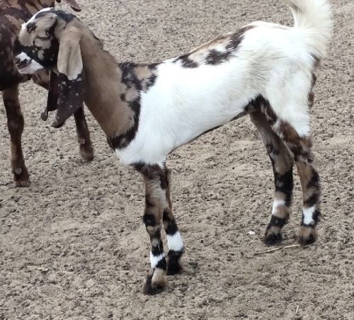 Female Totapari Goat