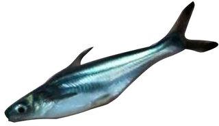 Pangasius Fish Seed, Packaging Type : Open Truck