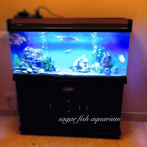 Rectangular Glass Freshwater Aquarium