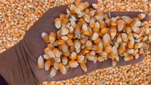Yellow Corn, Packaging Type : Bags, Bulk, Container, Jute Bags, Loose, PP Bags