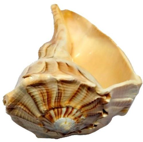 H0003-01 – Dakshinavarthi Sankh 5inches 330grams Remedy For Money Related and Financial Success