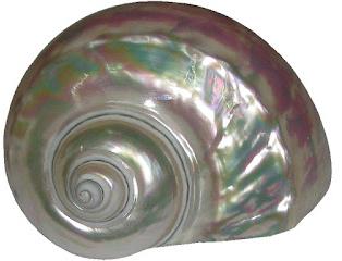 Natural Rainbow Turbo Shankh 4.5Inch 156Grams - A6666