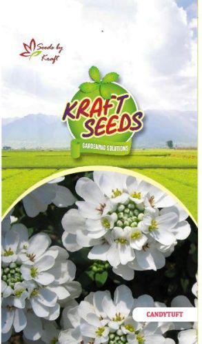 Candytuft White Flower Seeds, Feature : Very Colourful, Grows Itself, Sweetly Sented, Hyacinth Shaped.