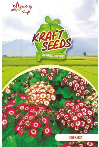 CINERARIA STARLET MIX Flower Seeds, Feature : Showy Tender Perennial, Brighten Up Your Spring