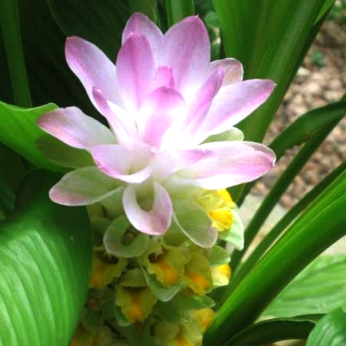 Crinum Flower Bulbs, Color :  Pink