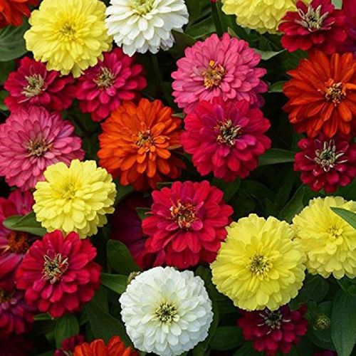 Zinnia Mixed Flower Seeds, Feature : Excellent Quality, Wide Range Of Vivid Colours., Ideal For Cutting