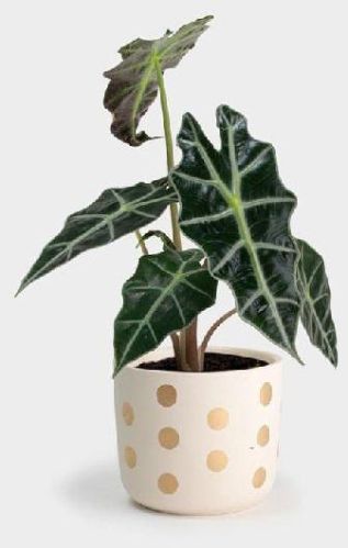 Alocasia Polly Plant, Capacity : 1000 To 20000 Ltrs.