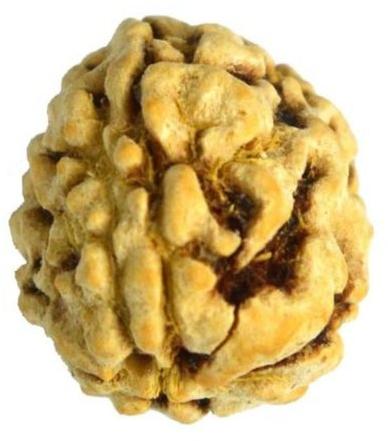 3 Mukhi Rudraksha, Color : Yellow 