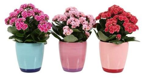 Kalanchoe Flower Plant, Packaging Type : Plastic Bag