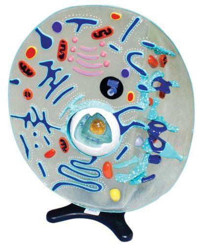 Animal Cell Model