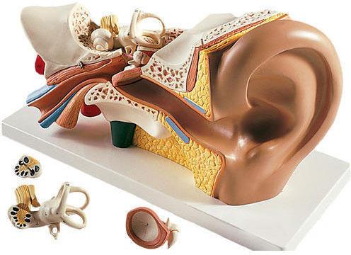 PVC Ear Model, For Schools Colleges