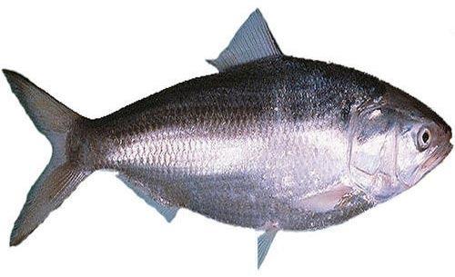 Frozen Hilsa Fish