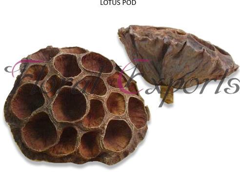 Lotus Pods Large