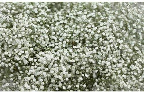 White Gypsophila Flowers