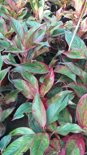 Aglaonema Red Lipstick Plant