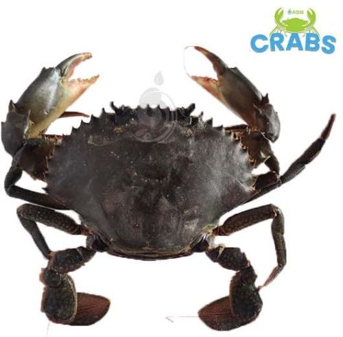 Green Mud Crab, Scylla Serrata (Green Local)