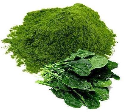 Dehydrated Spinach Powder, Shelf Life : 1Years