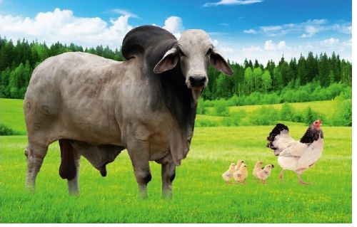 Zymo Care Cattle Feed Supplement