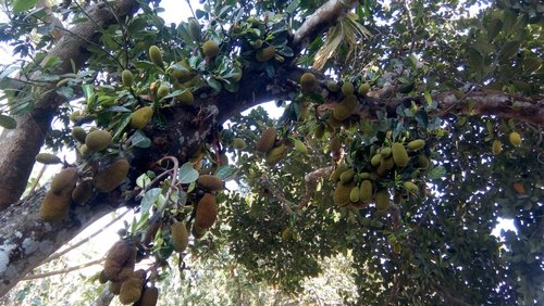 Jackfruit Plant, Variety : Thai All Time