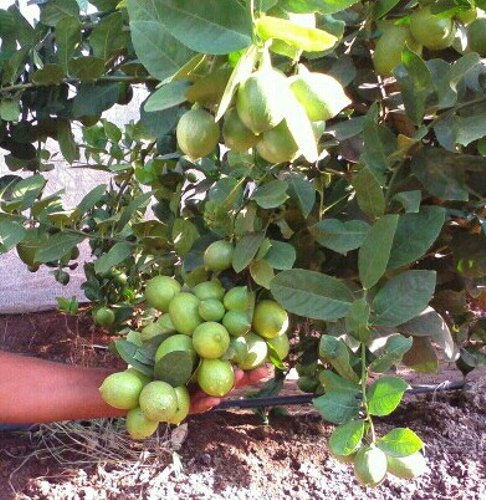 Seedless Lemon Plant, Size : Small, Medium, Large