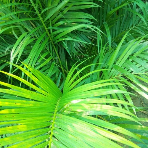 Areca Palm, Color : Green