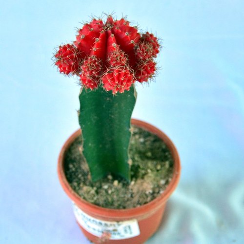 Grafted Cactus Plants, Color : Green