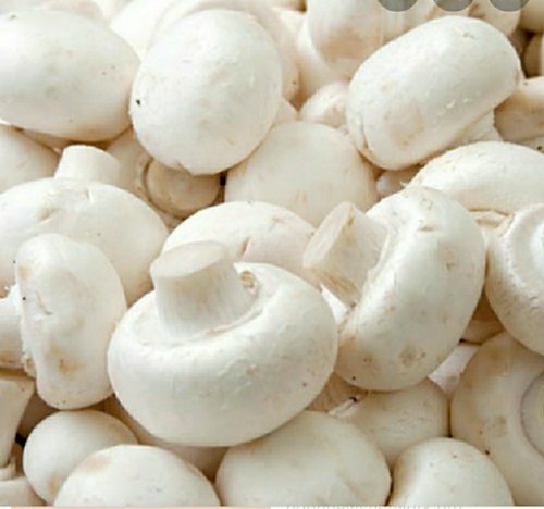 Organic White Button Mushroom, Packaging Type : Plastic Bag, Sack Bag