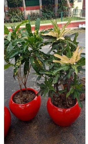 Plain FRP Flower Pots, Shape : Round