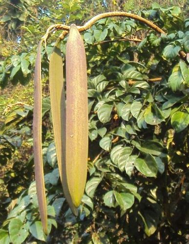 Oroxylum Indicum Beans, Packaging Type : Plastic Bag