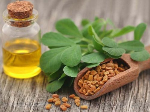 Fenugreek Seed Oil