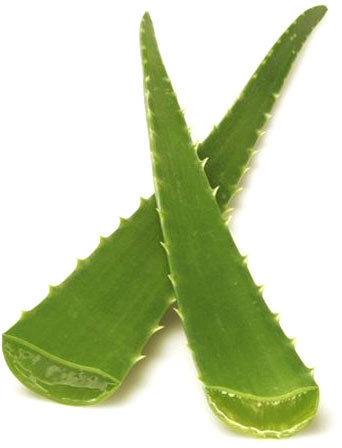 Organic Aloe Vera Leaves, Color : Light Green