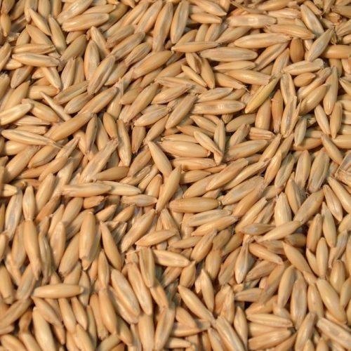 Oats Seeds, Color : Brown