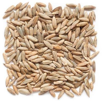 Organic Rye Seeds, Shelf Life : 1yrs