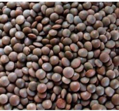 Whole Masoor Dal, Packaging Type : Plastic Bag