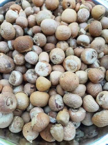 Arecanut, Style : Dried