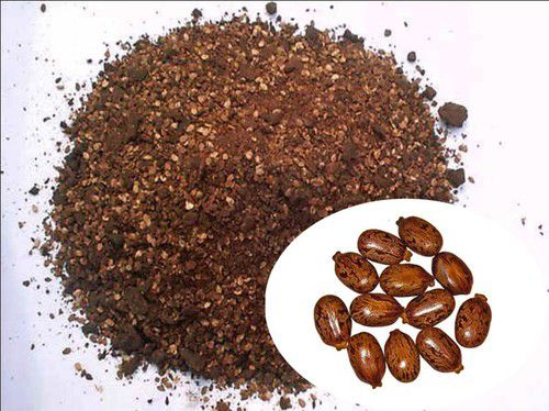 Castor Seed Extraction Meal, Purity : 99% for Cattle Feed