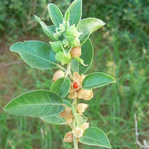 Ashwagandha Extract, Packaging Size : 5kg