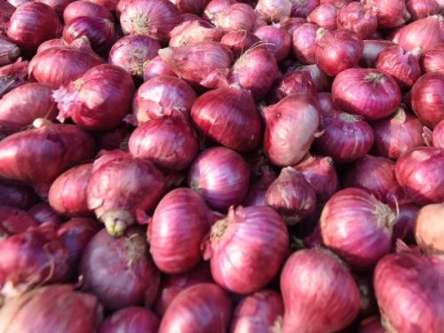 Organic Red Onions, For Cooking, Packaging Type : Loose