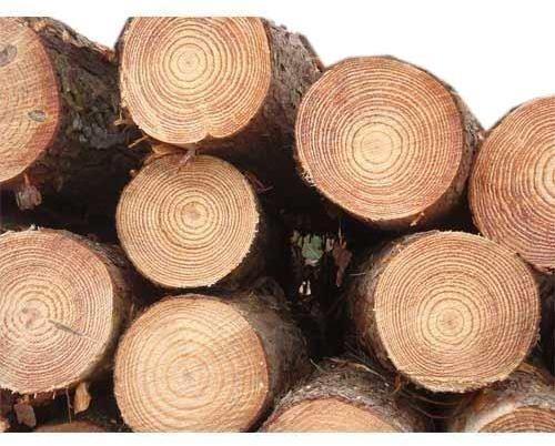 Round Pine Wood Logs, Length : 8-20 Feet