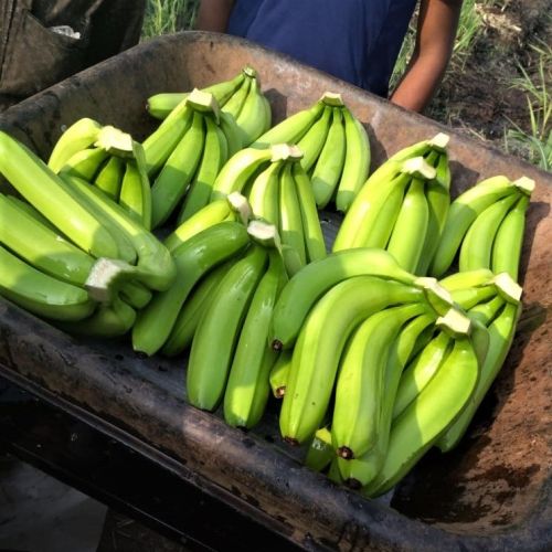 Natural Fresh Cavendish Banana, For Human Consumption