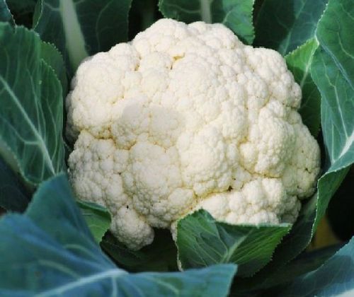 Fresh Cauliflower