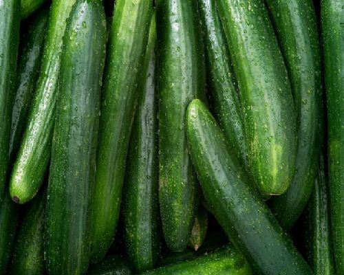 Fresh Cucumber,fresh Cucumber, Color : Green