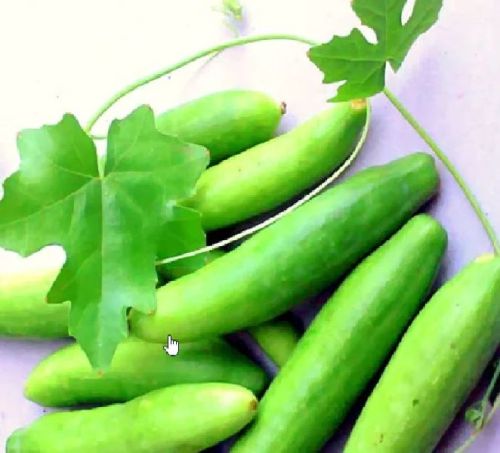 Organic Fresh Ivy Gourd, For Cooking, Color : Light Green