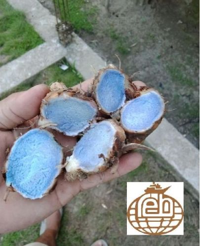 Blue Black Turmeric, For Beauty, Medicinal, Ayurvedic, Style : Fresh