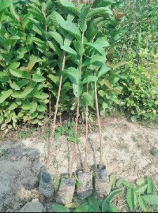 Sitafal Plant, For Plantation