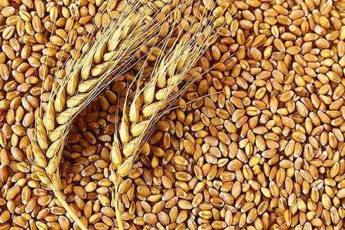 Natural Organic Wheat Seeds, For Cosmetics, Medicines, Packaging Type : 100ml, 200ml, 250ml